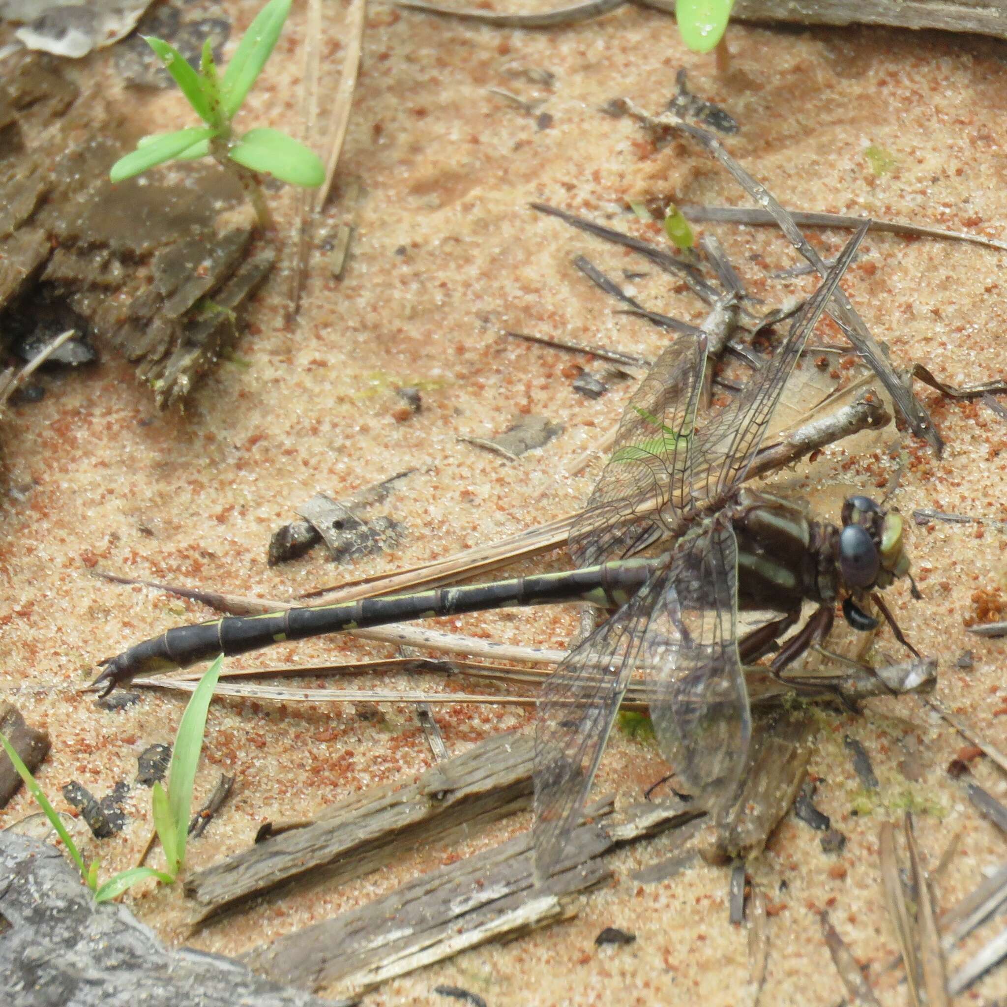 Image of Phanogomphus lividus (Selys 1854)