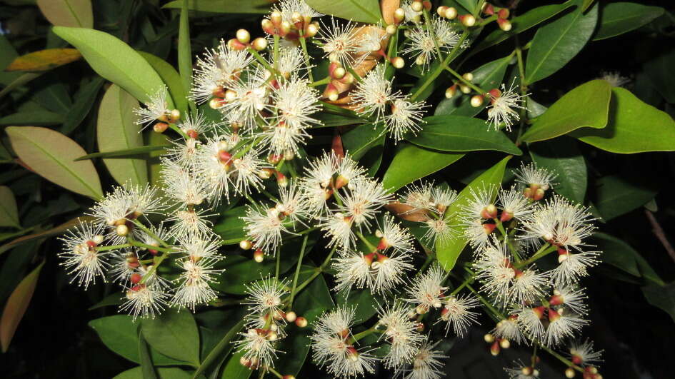 Image of Syzygium myrtifolium Walp.