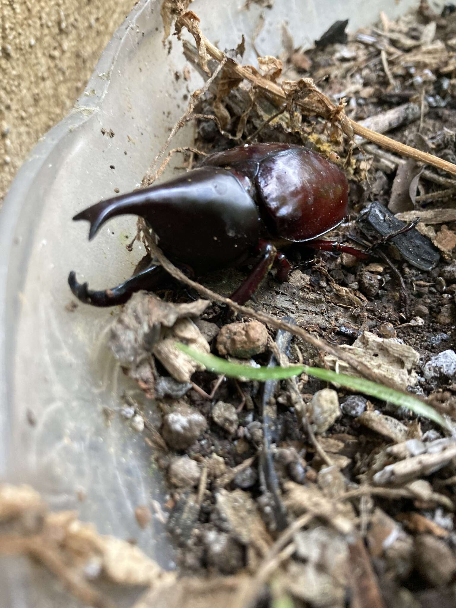 Image of Xylotrupes philippinensis Endrödi 1957