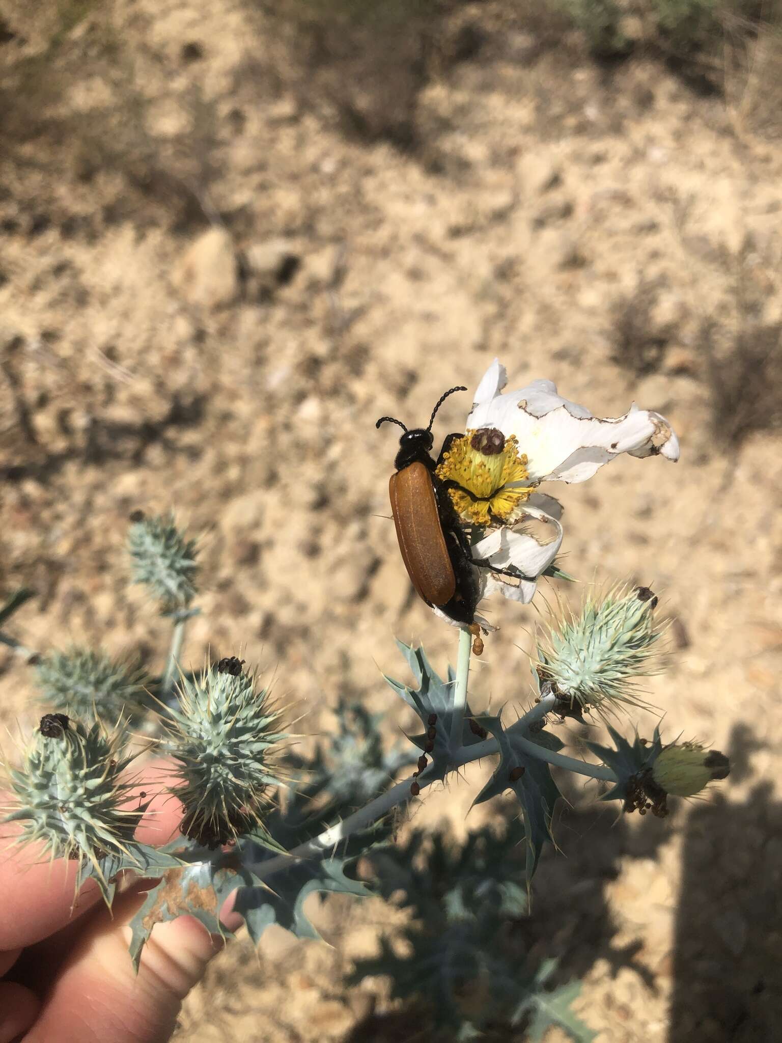 Image of Blister Beetle