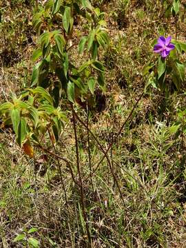 Imagem de Rhynchanthera grandiflora (Aubl.) DC.