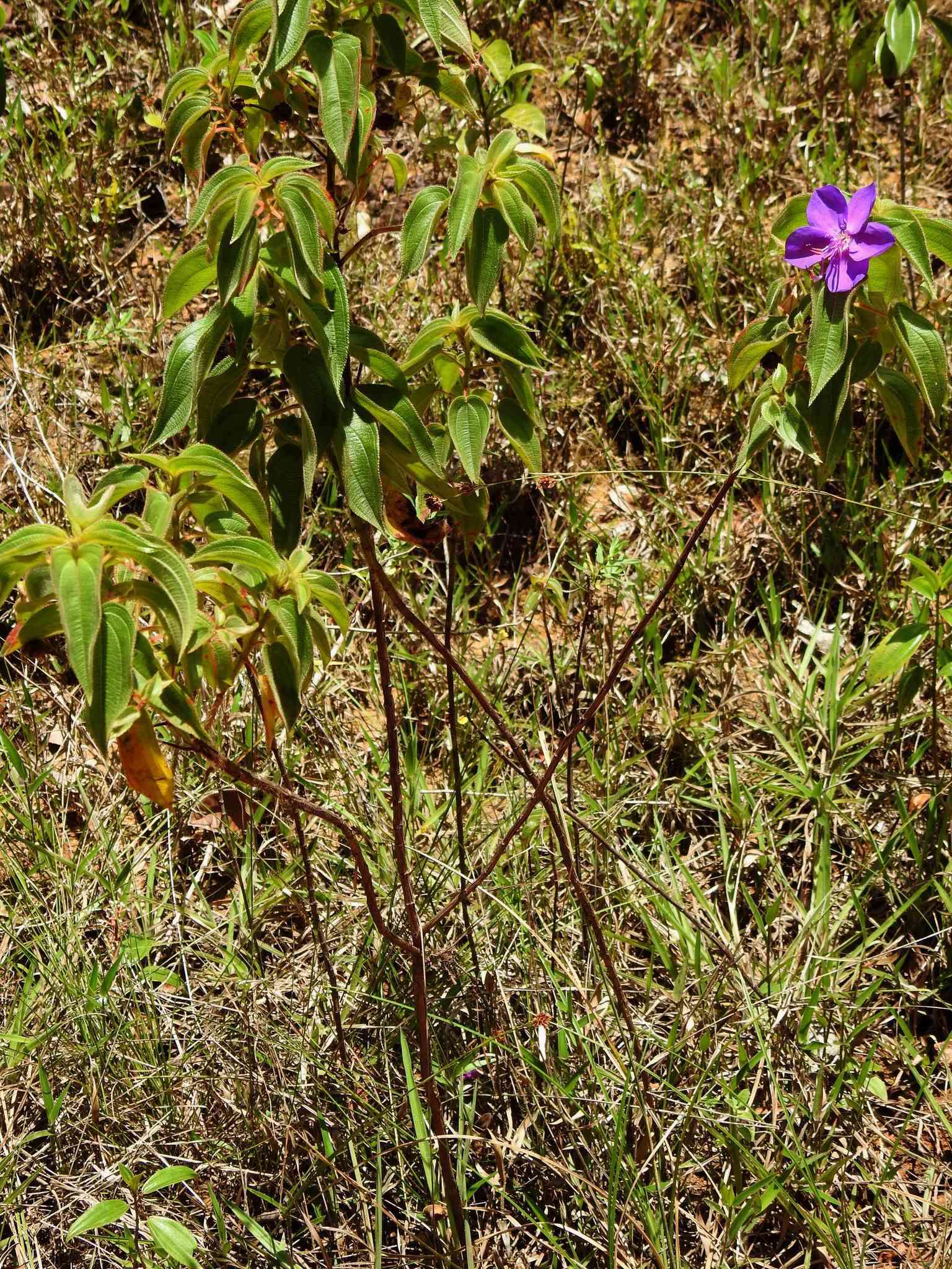 Image of Rhynchanthera grandiflora (Aubl.) DC.