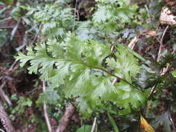 Image de Hymenophyllum dilatatum (G. Forst.) Sw.