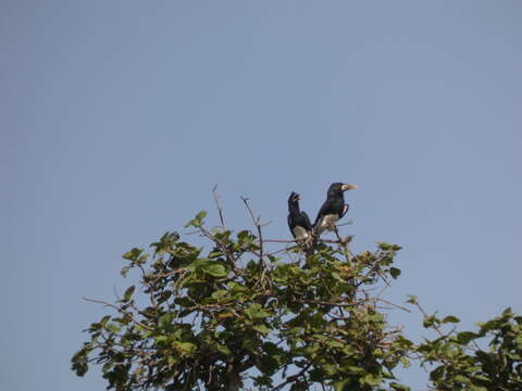 Image of Piping Hornbill