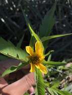 صورة Bidens amplissima Greene