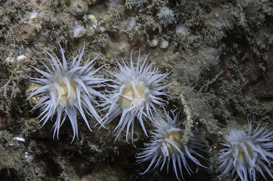 Image of thenarian burrowing anemones