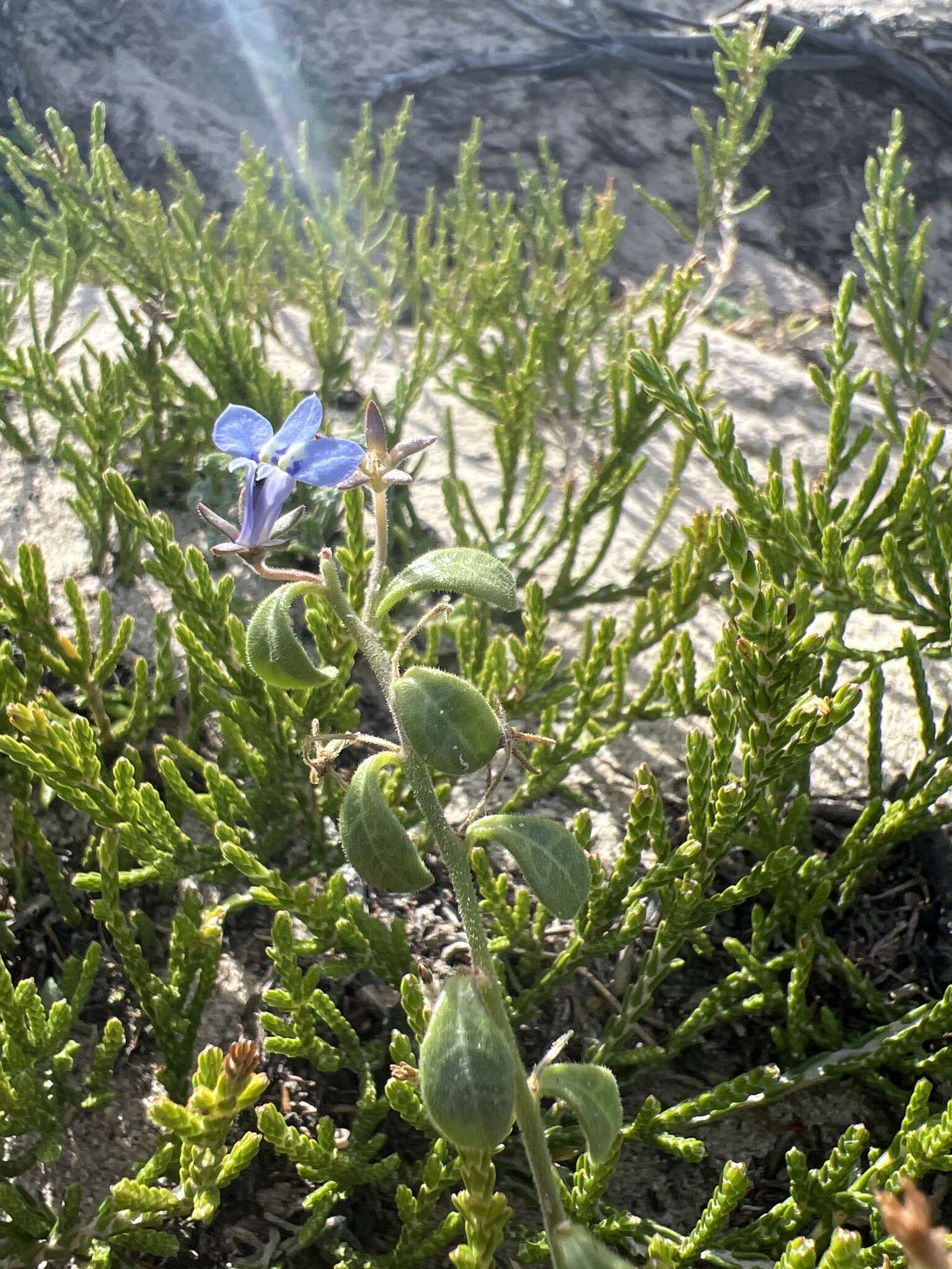 Image of Lobelia boivinii Sond.