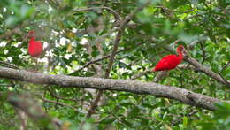 Image of Scarlet Ibis