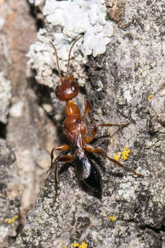 Image of Ampulex ferruginea Bradley 1934