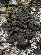 Collema nigrescens (Huds.) DC. resmi