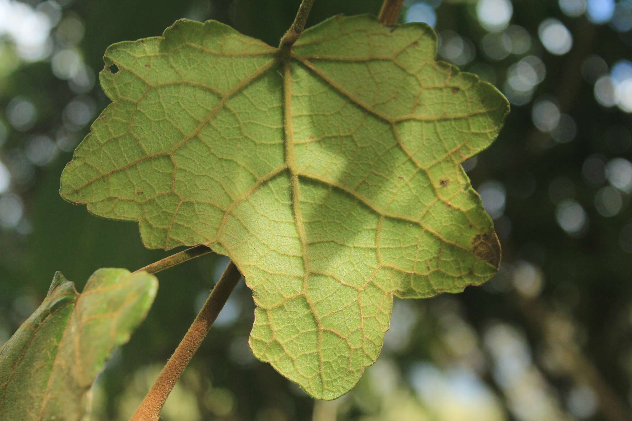 Image de Jungia ferruginea L. fil.