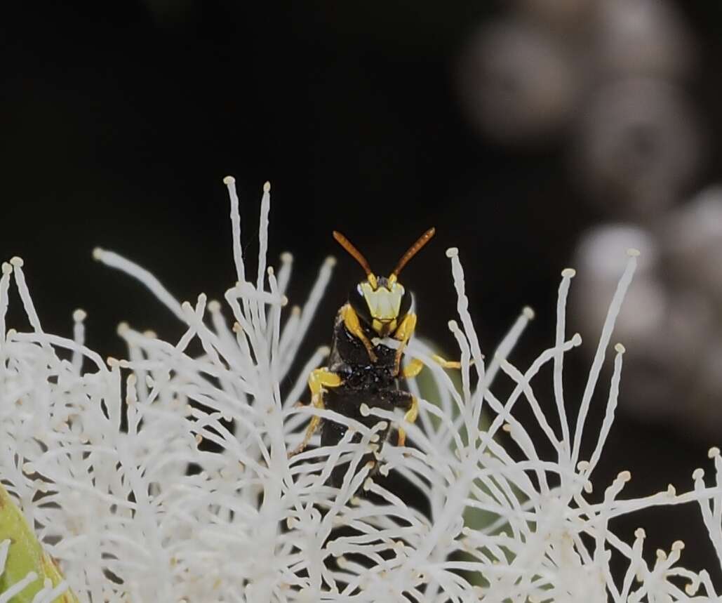 Plancia ëd Hylaeus euxanthus (Cockerell 1910)