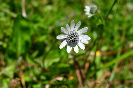 Image of Eryngium scaposum Turcz.