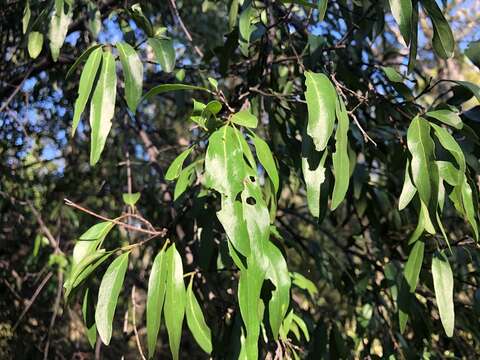 Image of Ehretia saligna var. membranifolia (R. Br.) B. R. Randell