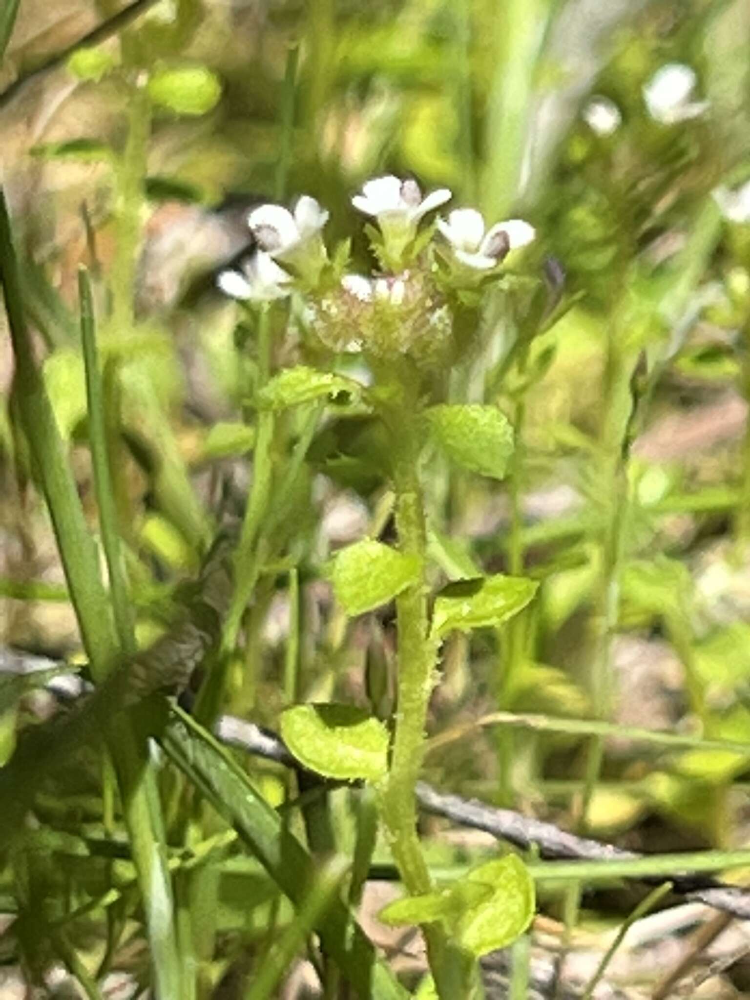 Image of Levenhookia sonderi (F. Müll.) F. Müll.