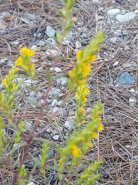 Image of Odontites luteus (L.) Clairv.