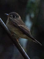 Image of Brown-breasted Flycatcher