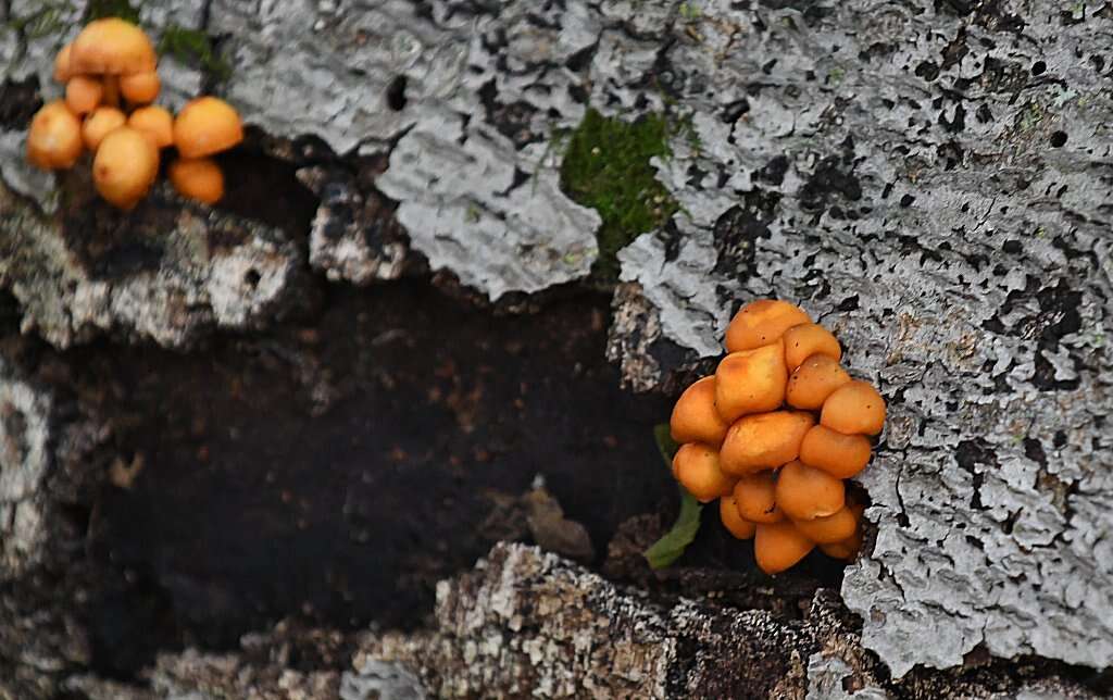 Image of Mycena leaiana (Berk.) Sacc. 1891