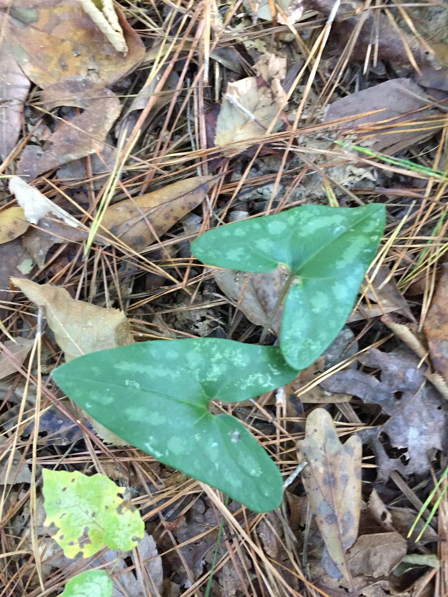 Image de Hexastylis arifolia var. callifolia (Small) H. L. Blomq.