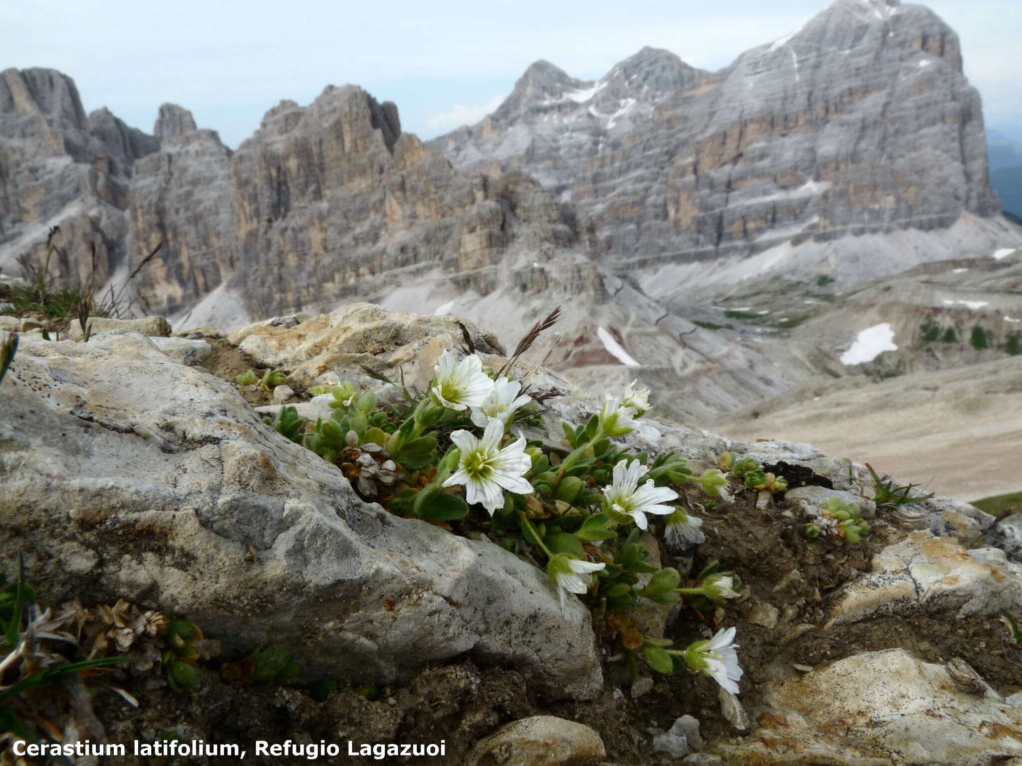 صورة Cerastium latifolium L.