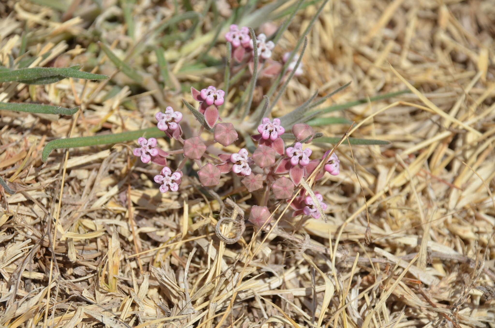 Image de Asclepias rosea Kunth