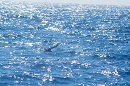 Image of Wedge-tailed Shearwater