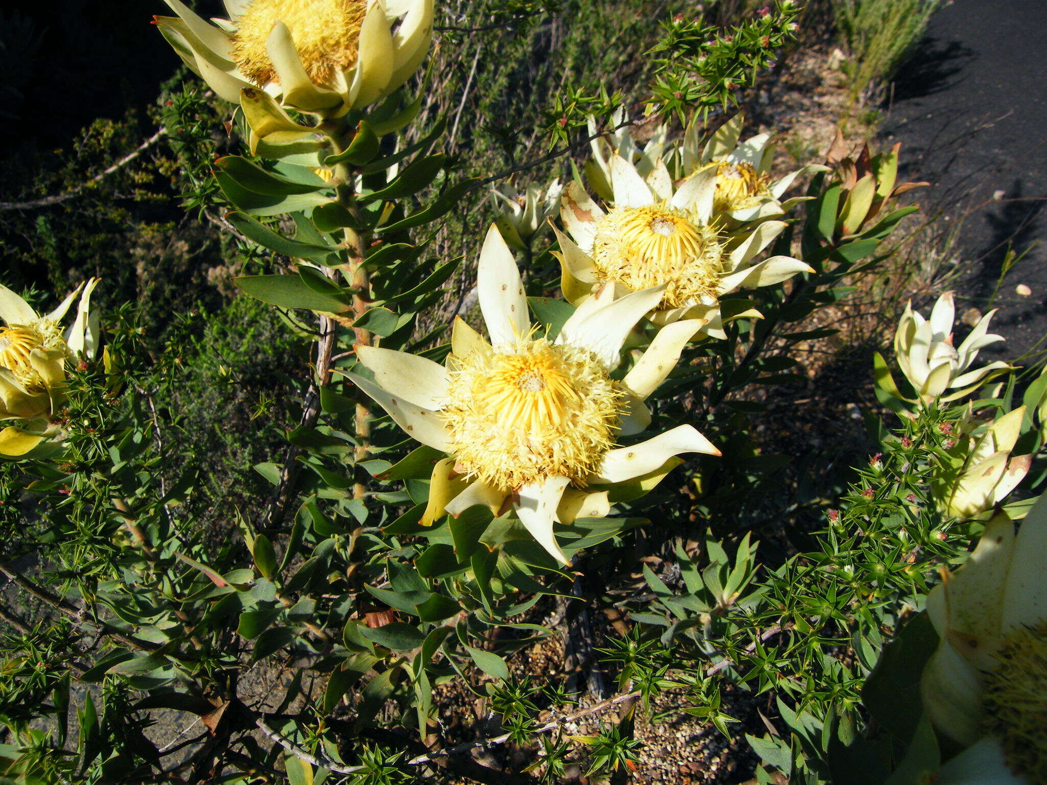 Image of Yellow bush