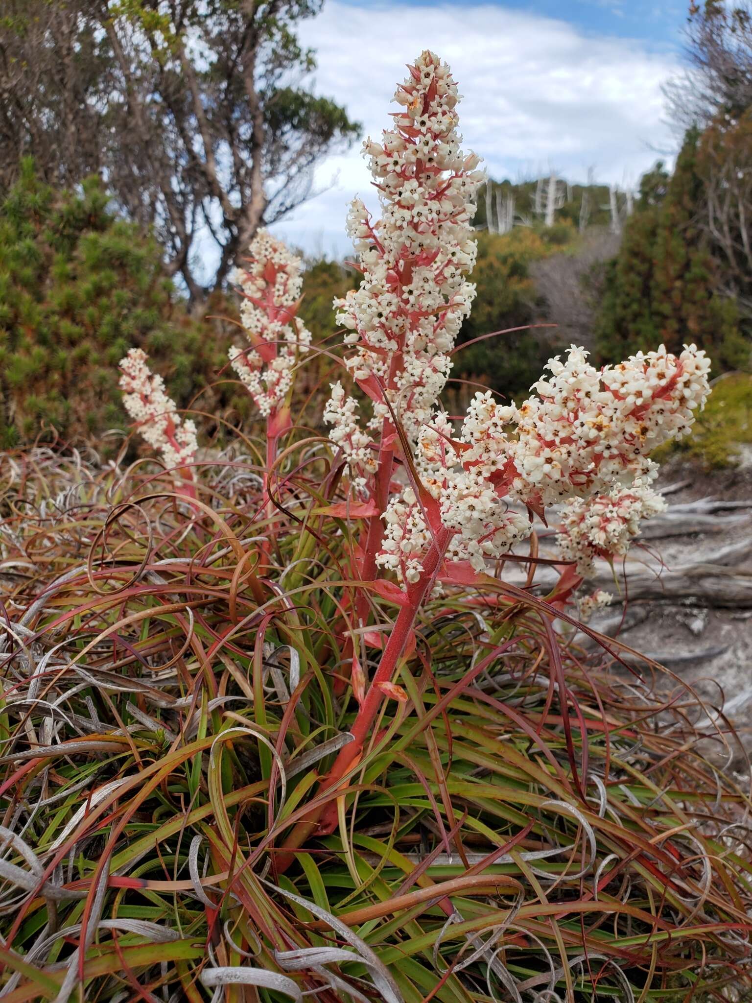 Image of Dracophyllum milliganii Hook.