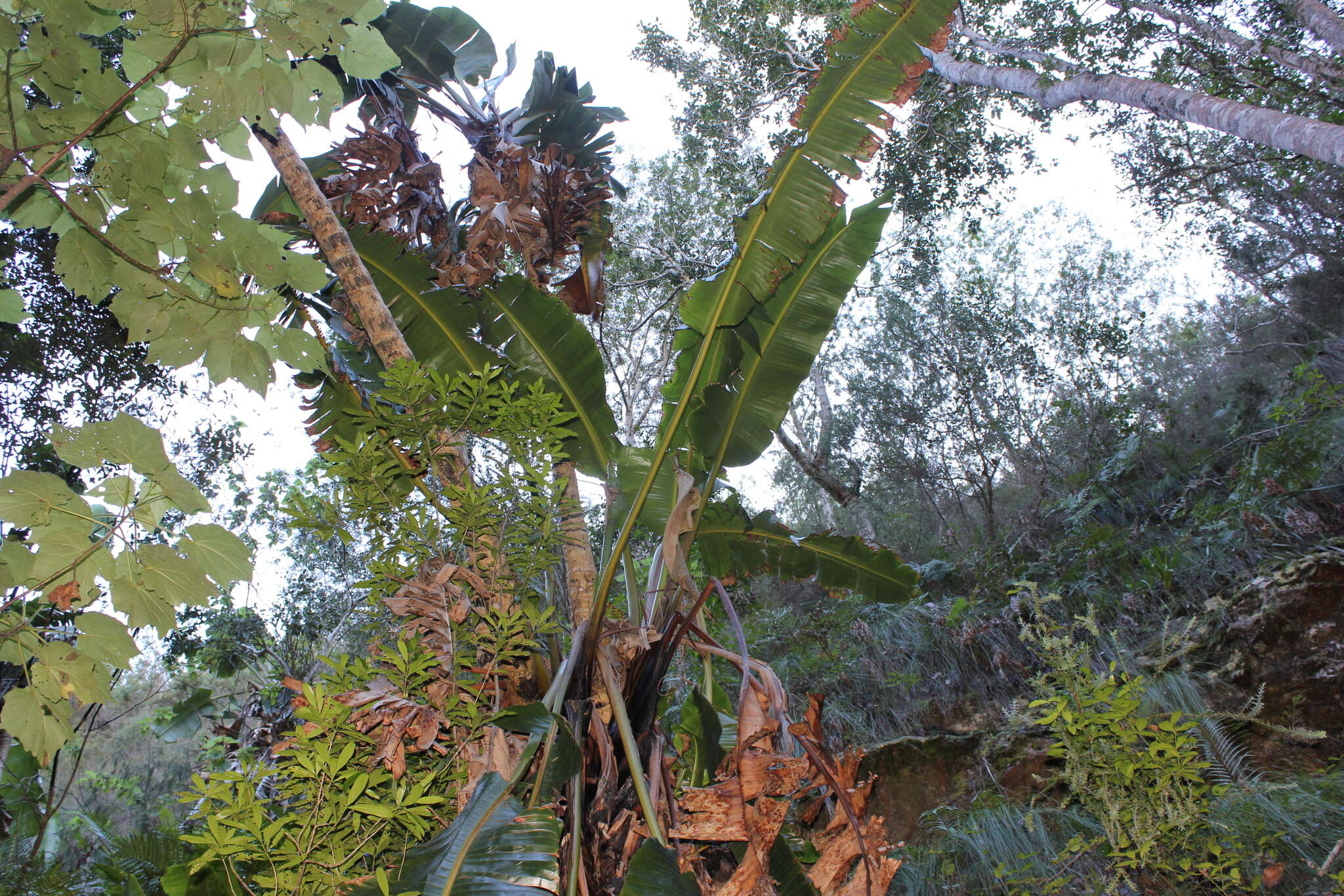 Imagem de Strelitzia alba (L. fil.) Skeels