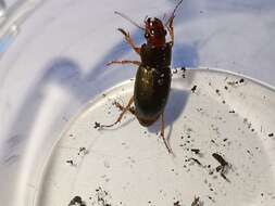 صورة Harpalus (Harpalus) smaragdinus (Duftschmid 1812)