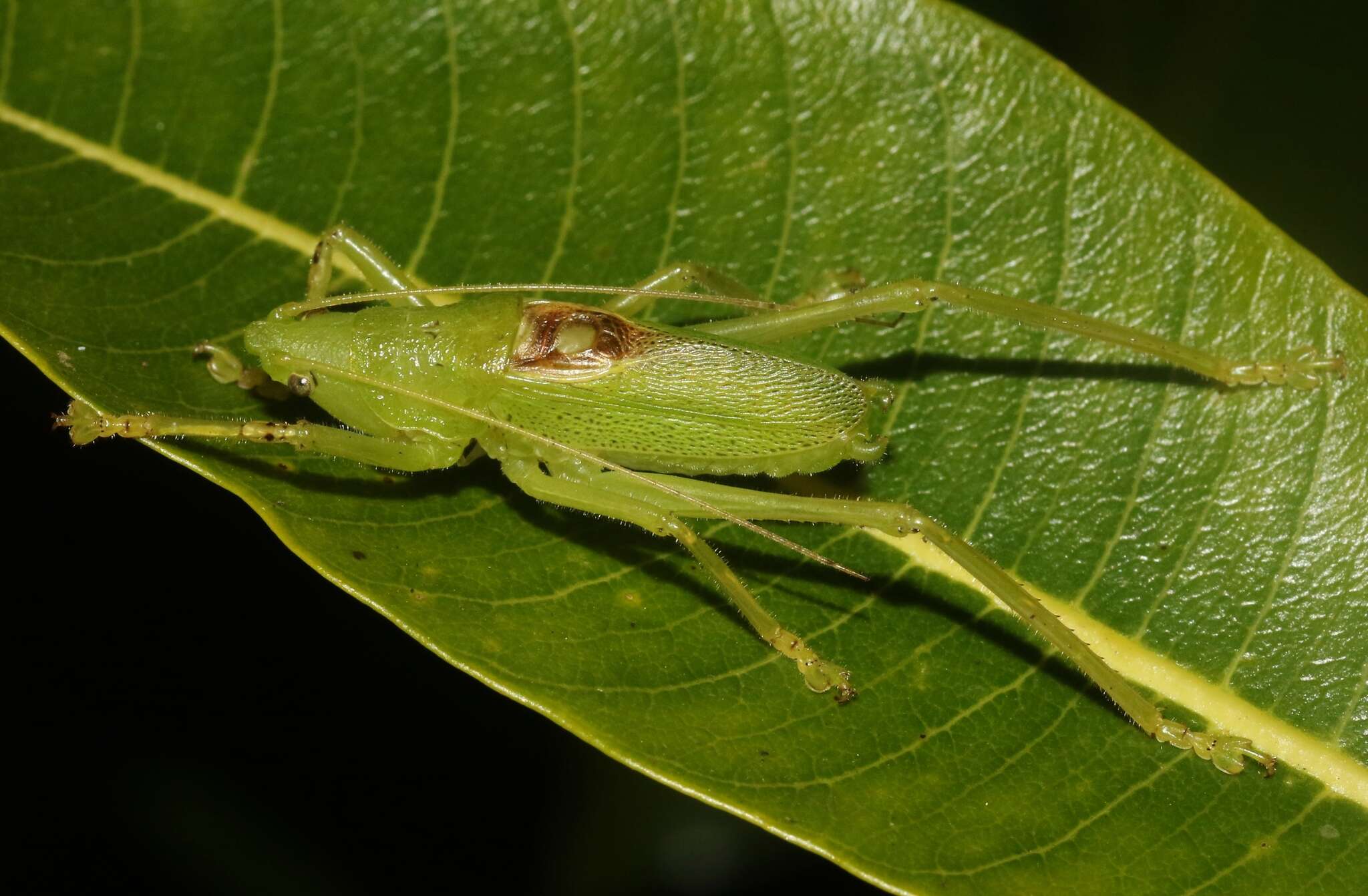 Imagem de Banza kauaiensis (Perkins & R. C. L. 1899)