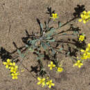 Image of Great Plains bladderpod