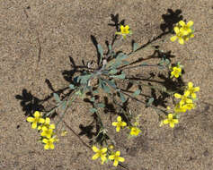 Image of Great Plains bladderpod