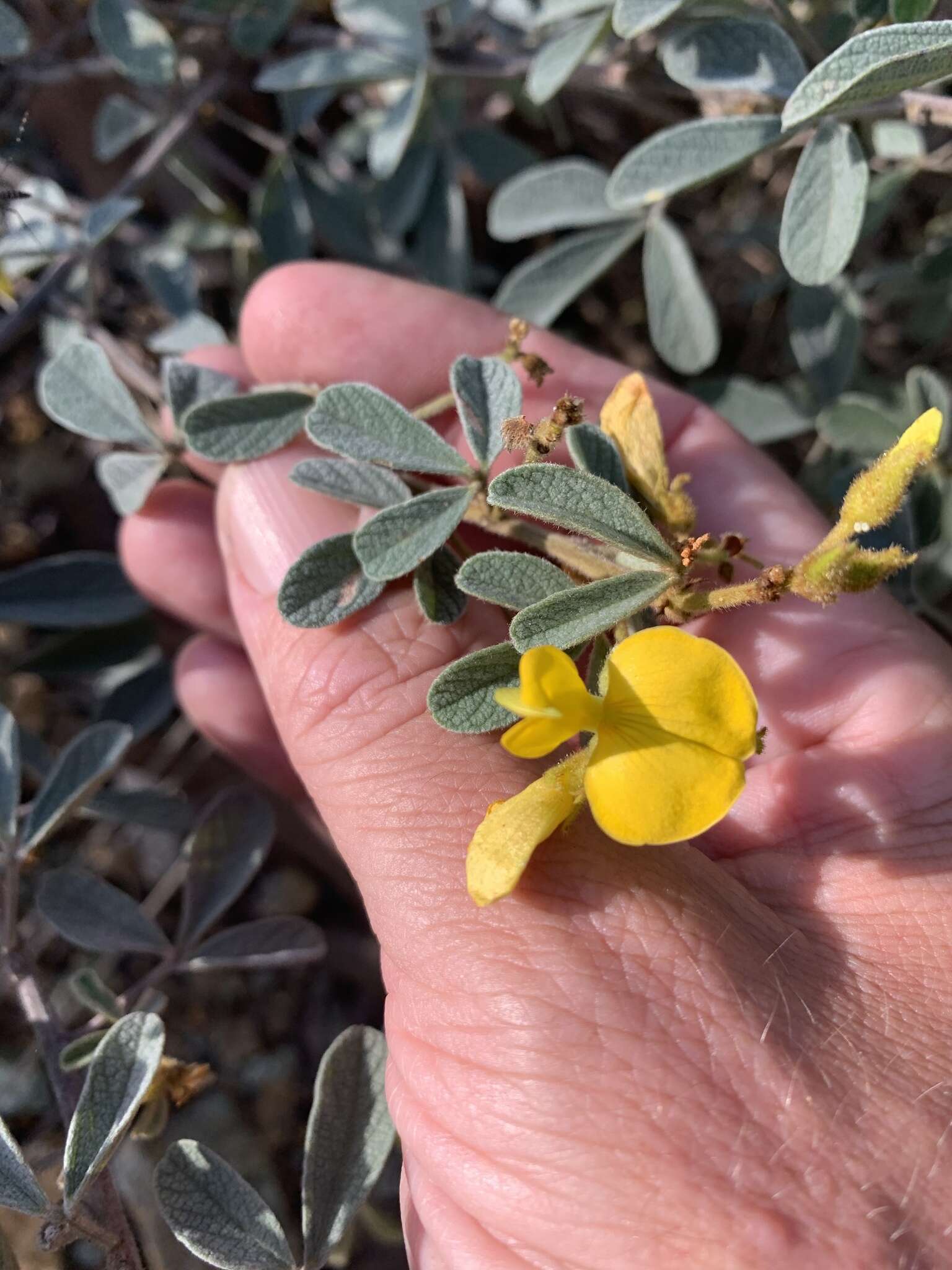 Imagem de Cajanus confertiflorus F. Muell.