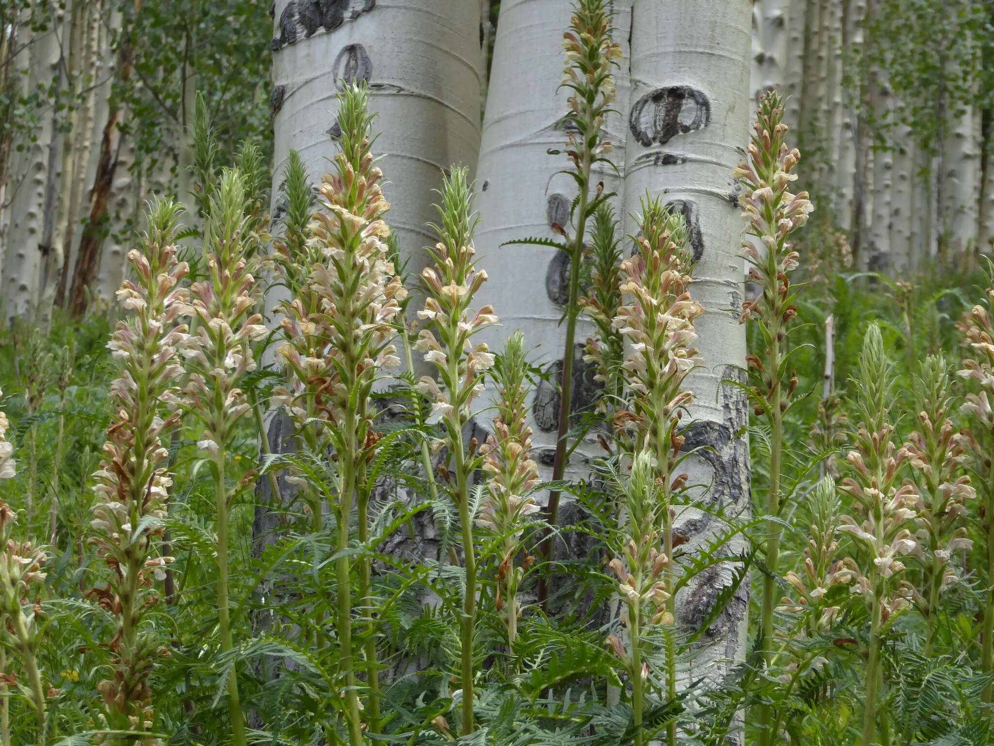 Image of Giant Lousewort