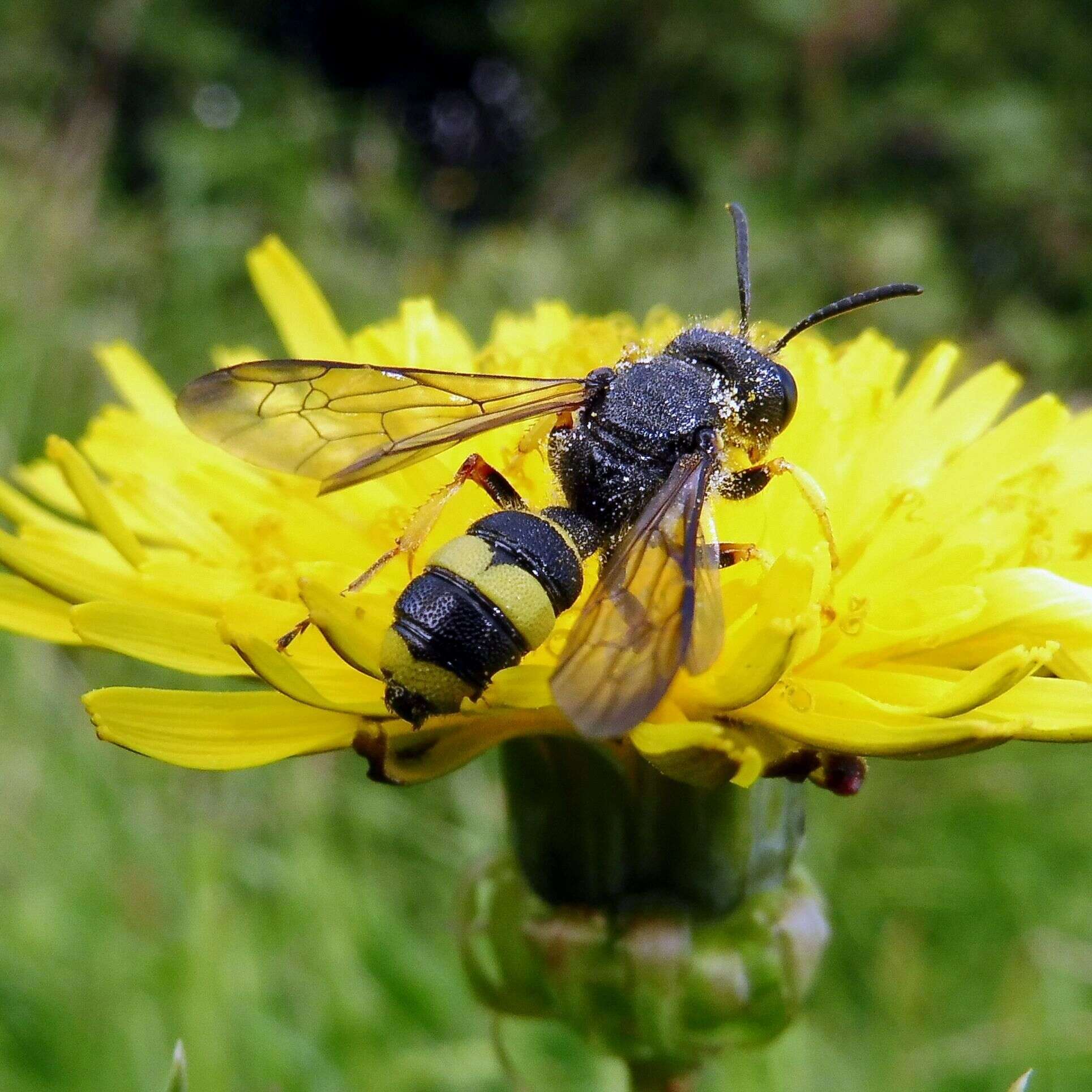 Imagem de Cerceris rybyensis (Linnaeus 1771)