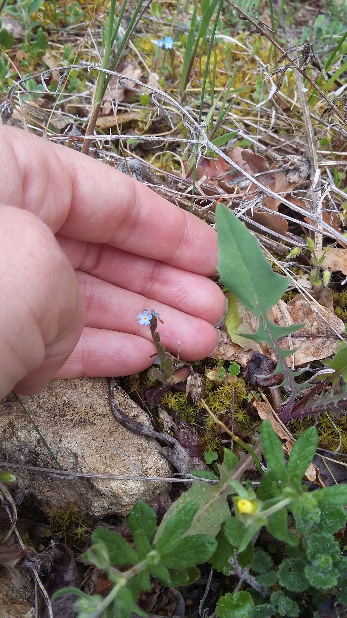 Plancia ëd Myosotis incrassata Guss.