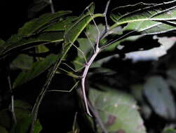 Image of Tamaulipan Walkingstick