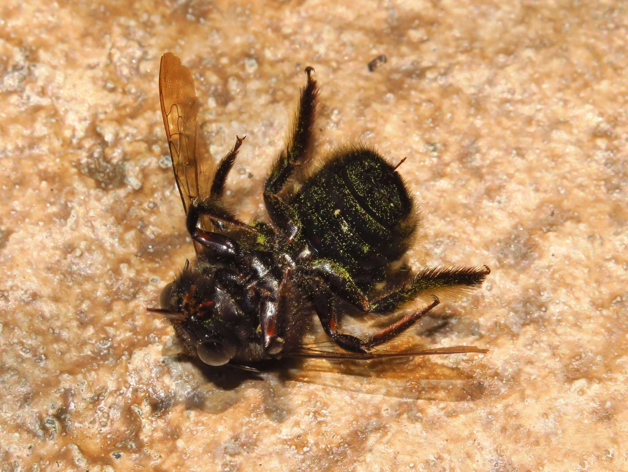 Plancia ëd Xylocopa tabaniformis parkinsoniae Cockerell 1917