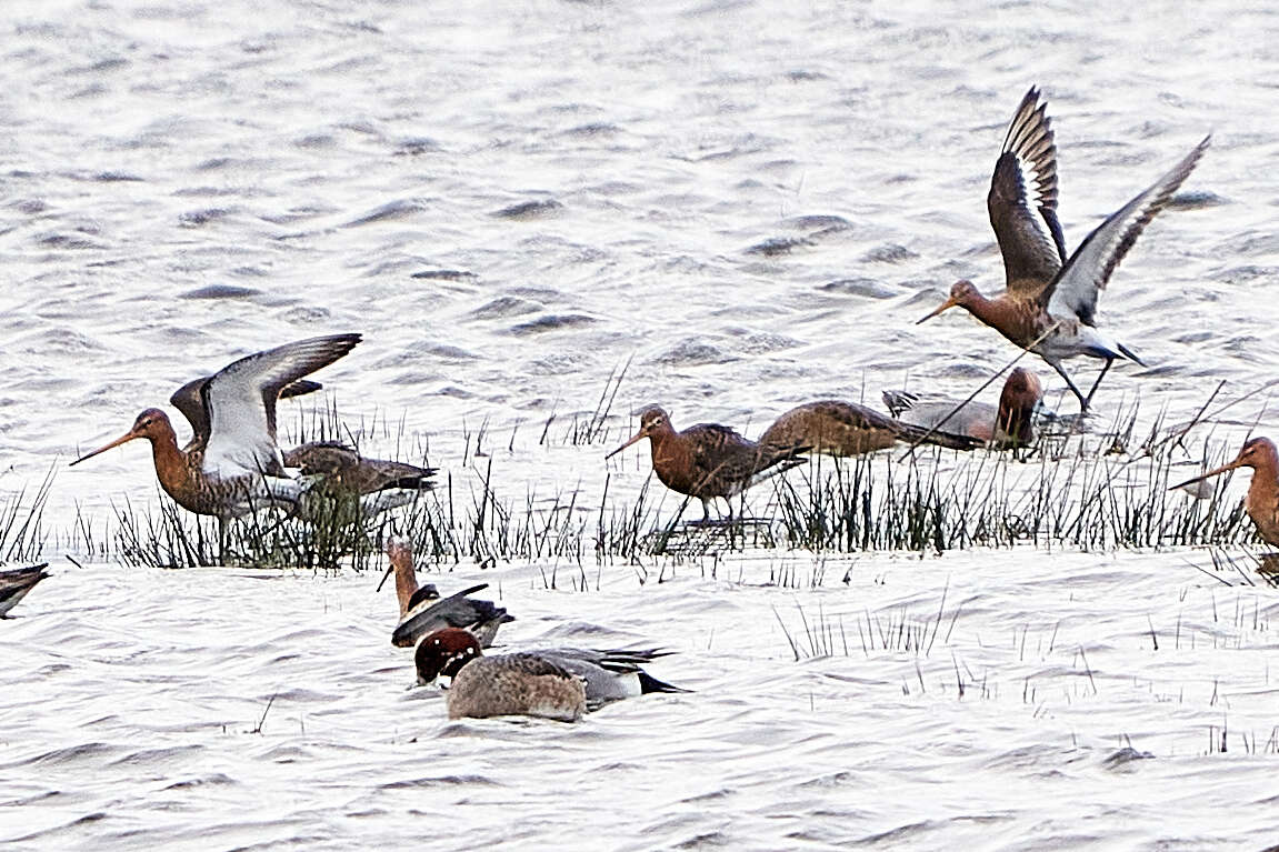 Image of Limosa limosa islandica Brehm & CL 1831