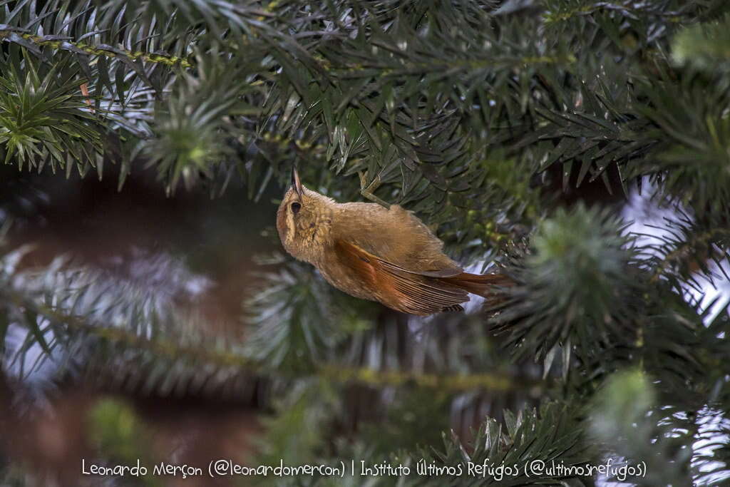 Image of Pallid Spinetail