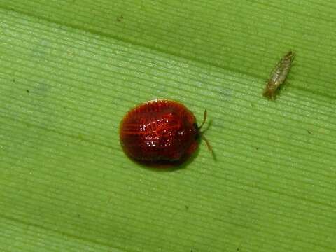 Image of Spaethiella sanguinea (Fabricius 1801)