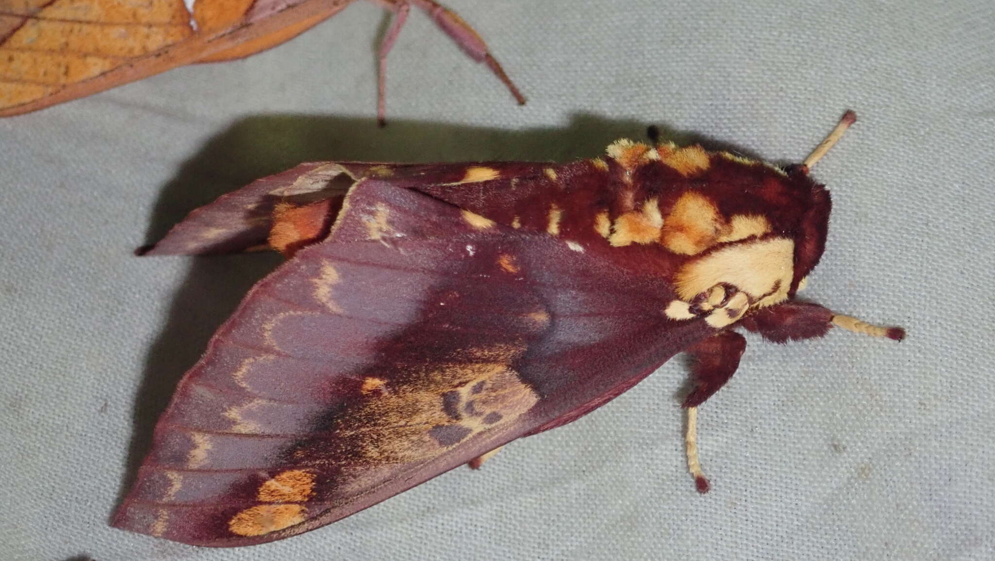 Image of Citheronia phoronea (Cramer 1779)