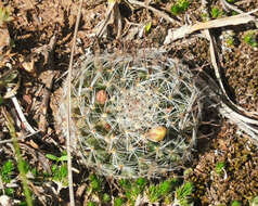 Image of Mammillaria nana Backeb. ex Mottram