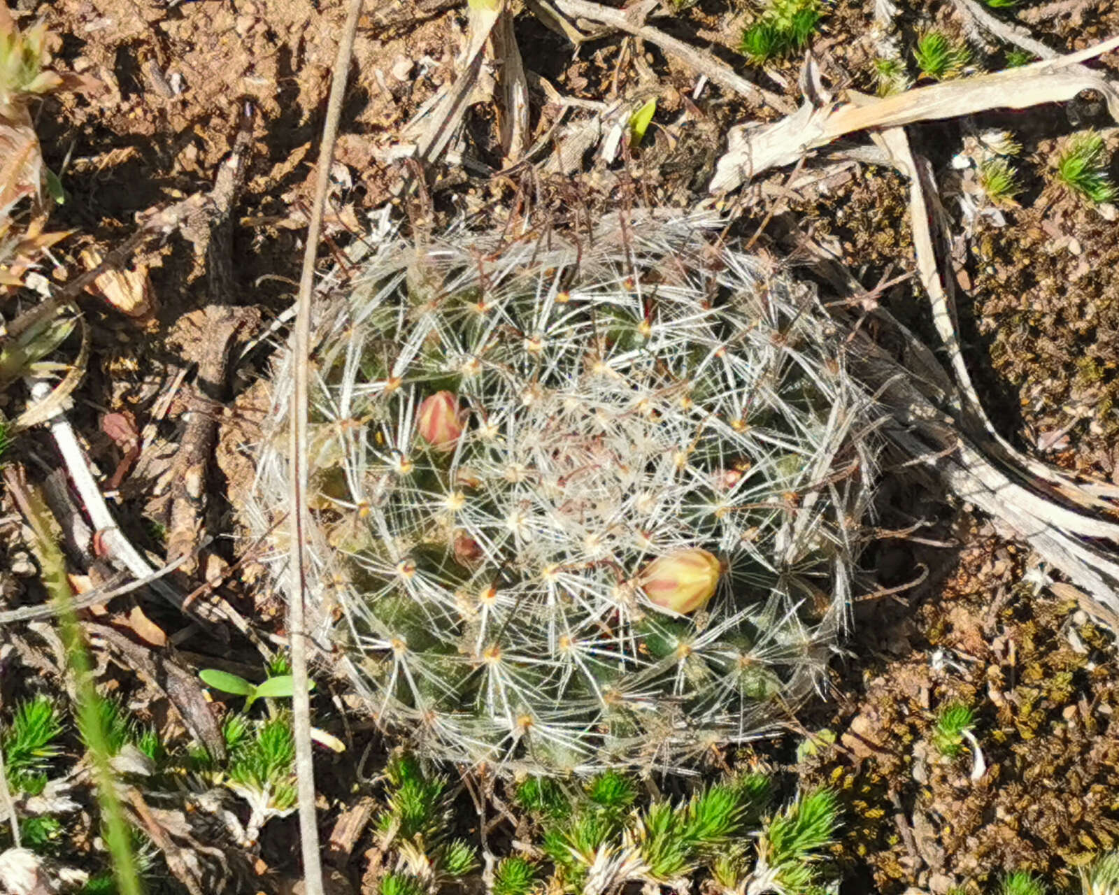 Image of Mammillaria nana Backeb. ex Mottram