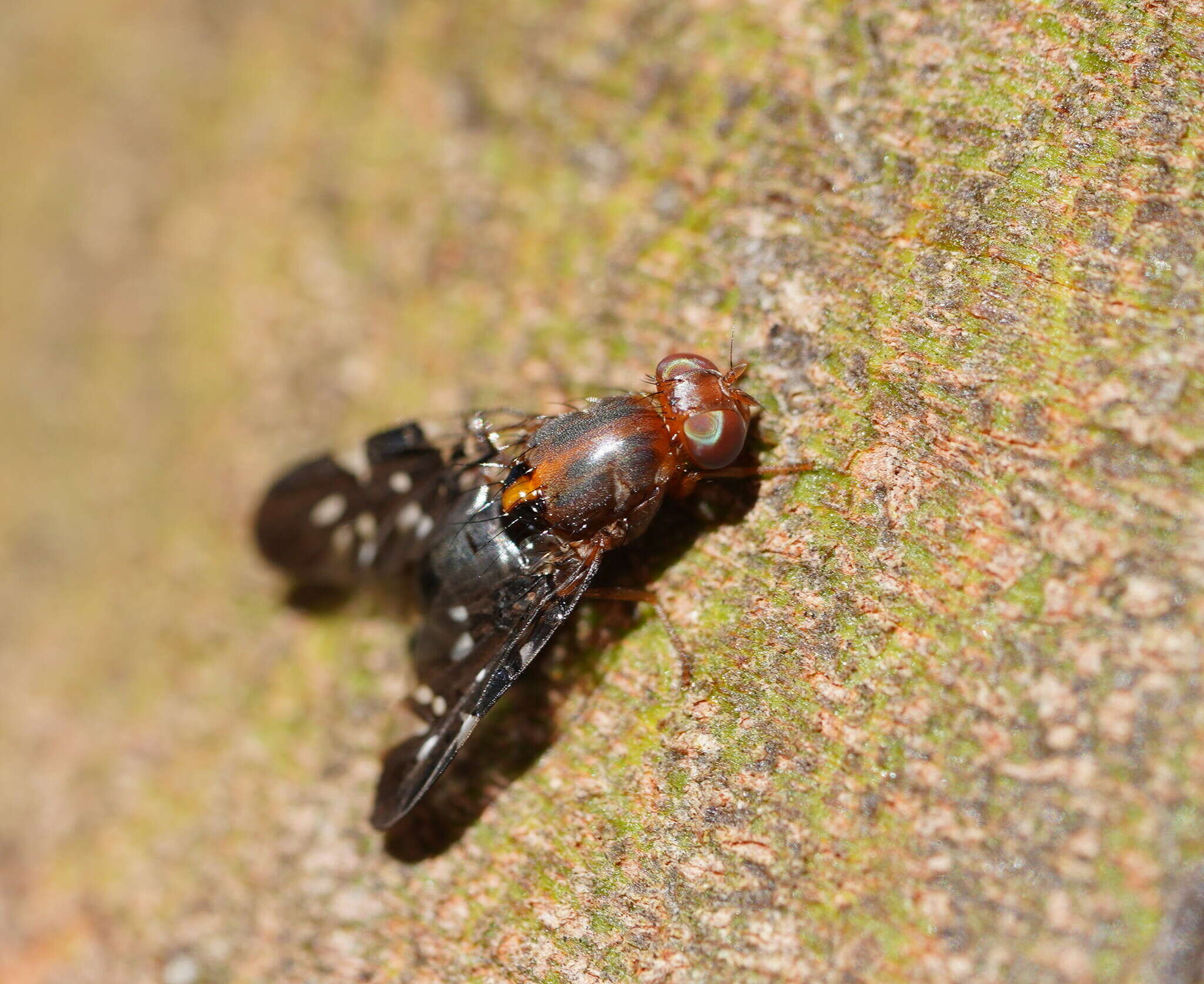 Image of Acanthonevroides basalis (Walker 1853)