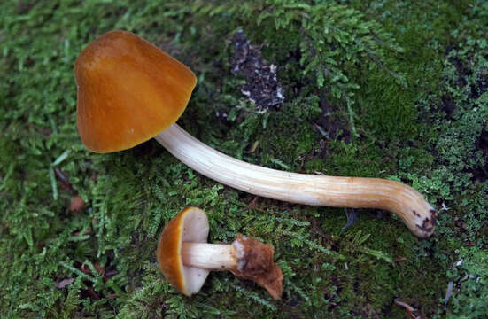 Image of Pluteus flavofuligineus G. F. Atk. 1902