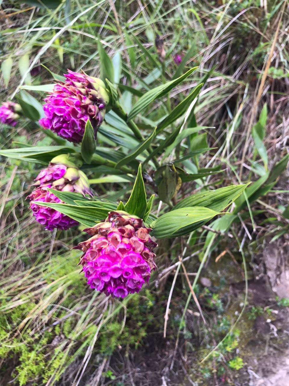 Image of Elleanthus capitatus (Poepp. & Endl.) Rchb. fil.