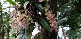 Image of Leochilus oncidioides Knowles & Westc.