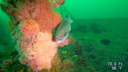 Image of Blacksmith Chromis